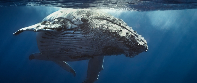 Oq aslida qora bo‘lsa-chi?! Oq ayiq aslida qora, erkak dengiz otlari esa tug‘adi: hayvonlar haqida qiziq faktlar Oq aslida qora bo‘lsa-chi?! Oq ayiq aslida qora, erkak dengiz otlari esa tug‘adi: hayvonlar haqida qiziq faktlar2