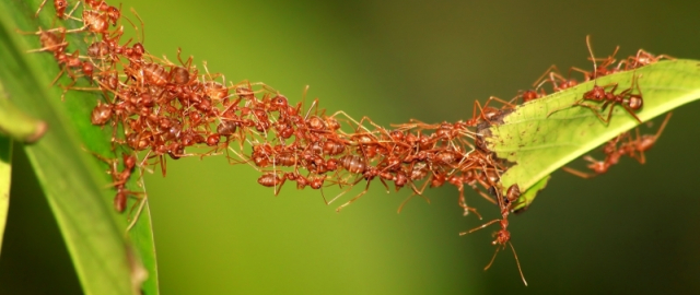 Oq aslida qora bo‘lsa-chi?! Oq ayiq aslida qora, erkak dengiz otlari esa tug‘adi: hayvonlar haqida qiziq faktlar Oq aslida qora bo‘lsa-chi?! Oq ayiq aslida qora, erkak dengiz otlari esa tug‘adi: hayvonlar haqida qiziq faktlar4