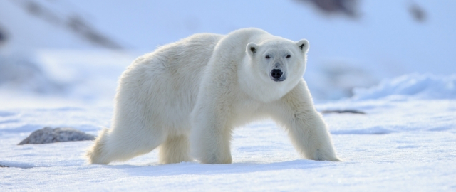 Oq aslida qora bo‘lsa-chi?! Oq ayiq aslida qora, erkak dengiz otlari esa tug‘adi: hayvonlar haqida qiziq faktlar Oq aslida qora bo‘lsa-chi?! Oq ayiq aslida qora, erkak dengiz otlari esa tug‘adi: hayvonlar haqida qiziq faktlar1