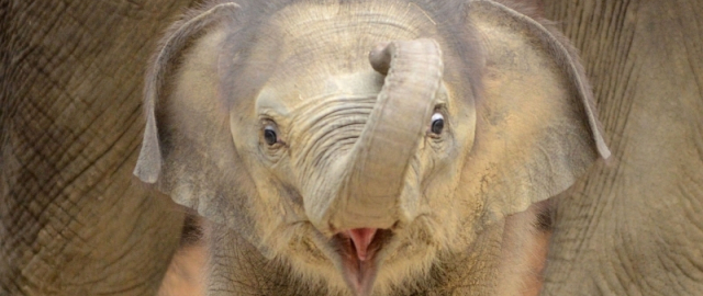 Oq aslida qora bo‘lsa-chi?! Oq ayiq aslida qora, erkak dengiz otlari esa tug‘adi: hayvonlar haqida qiziq faktlar Oq aslida qora bo‘lsa-chi?! Oq ayiq aslida qora, erkak dengiz otlari esa tug‘adi: hayvonlar haqida qiziq faktlar15