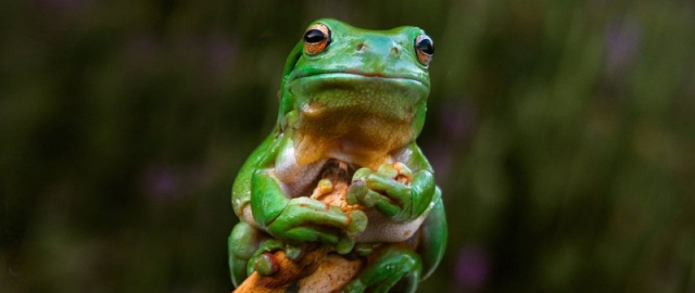 Oq aslida qora bo‘lsa-chi?! Oq ayiq aslida qora, erkak dengiz otlari esa tug‘adi: hayvonlar haqida qiziq faktlar Oq aslida qora bo‘lsa-chi?! Oq ayiq aslida qora, erkak dengiz otlari esa tug‘adi: hayvonlar haqida qiziq faktlar18