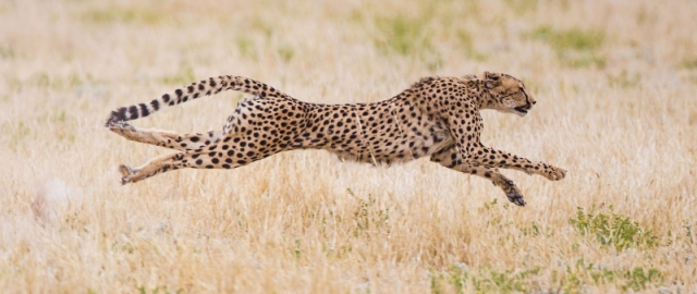 Oq aslida qora bo‘lsa-chi?! Oq ayiq aslida qora, erkak dengiz otlari esa tug‘adi: hayvonlar haqida qiziq faktlar Oq aslida qora bo‘lsa-chi?! Oq ayiq aslida qora, erkak dengiz otlari esa tug‘adi: hayvonlar haqida qiziq faktlar14