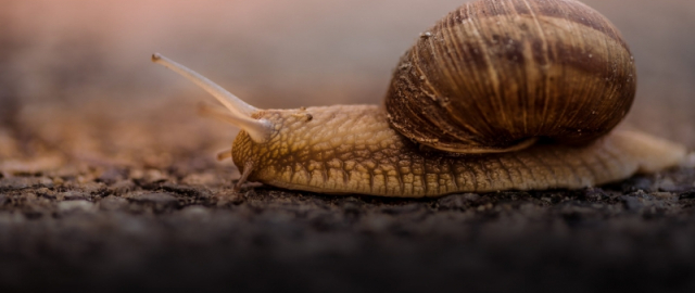 Oq aslida qora bo‘lsa-chi?! Oq ayiq aslida qora, erkak dengiz otlari esa tug‘adi: hayvonlar haqida qiziq faktlar Oq aslida qora bo‘lsa-chi?! Oq ayiq aslida qora, erkak dengiz otlari esa tug‘adi: hayvonlar haqida qiziq faktlar5