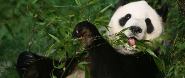 Oq aslida qora bo‘lsa-chi?! Oq ayiq aslida qora, erkak dengiz otlari esa tug‘adi: hayvonlar haqida qiziq faktlar Oq aslida qora bo‘lsa-chi?! Oq ayiq aslida qora, erkak dengiz otlari esa tug‘adi: hayvonlar haqida qiziq faktlar23