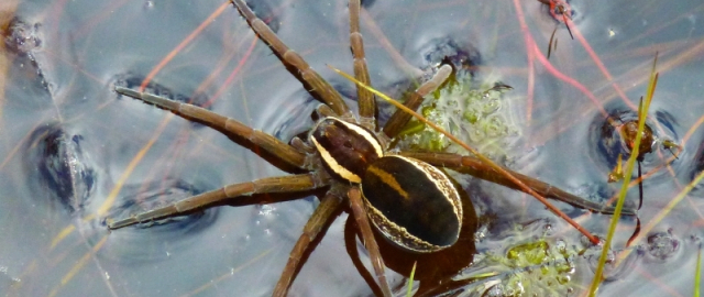 Oq aslida qora bo‘lsa-chi?! Oq ayiq aslida qora, erkak dengiz otlari esa tug‘adi: hayvonlar haqida qiziq faktlar Oq aslida qora bo‘lsa-chi?! Oq ayiq aslida qora, erkak dengiz otlari esa tug‘adi: hayvonlar haqida qiziq faktlar9