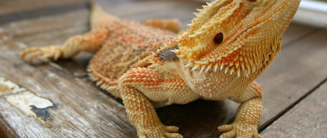 Oq aslida qora bo‘lsa-chi?! Oq ayiq aslida qora, erkak dengiz otlari esa tug‘adi: hayvonlar haqida qiziq faktlar Oq aslida qora bo‘lsa-chi?! Oq ayiq aslida qora, erkak dengiz otlari esa tug‘adi: hayvonlar haqida qiziq faktlar19