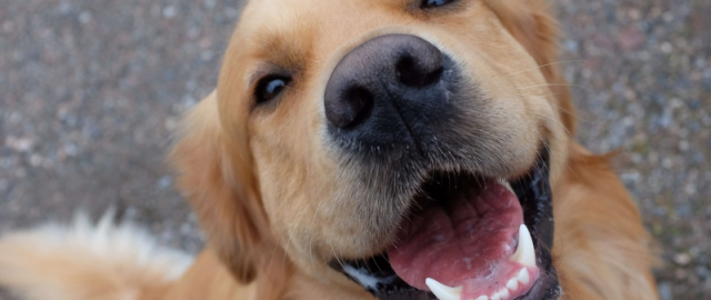 Oq aslida qora bo‘lsa-chi?! Oq ayiq aslida qora, erkak dengiz otlari esa tug‘adi: hayvonlar haqida qiziq faktlar Oq aslida qora bo‘lsa-chi?! Oq ayiq aslida qora, erkak dengiz otlari esa tug‘adi: hayvonlar haqida qiziq faktlar22