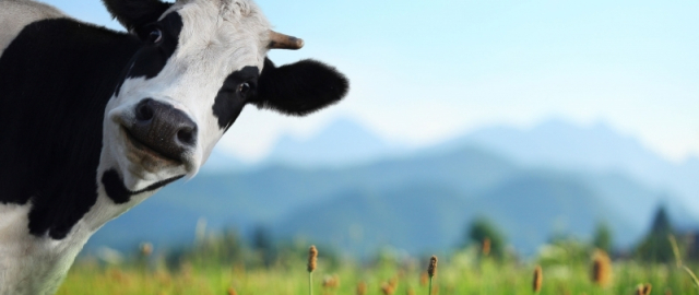 Oq aslida qora bo‘lsa-chi?! Oq ayiq aslida qora, erkak dengiz otlari esa tug‘adi: hayvonlar haqida qiziq faktlar Oq aslida qora bo‘lsa-chi?! Oq ayiq aslida qora, erkak dengiz otlari esa tug‘adi: hayvonlar haqida qiziq faktlar8