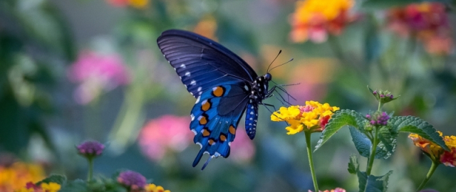 Oq aslida qora bo‘lsa-chi?! Oq ayiq aslida qora, erkak dengiz otlari esa tug‘adi: hayvonlar haqida qiziq faktlar Oq aslida qora bo‘lsa-chi?! Oq ayiq aslida qora, erkak dengiz otlari esa tug‘adi: hayvonlar haqida qiziq faktlar10