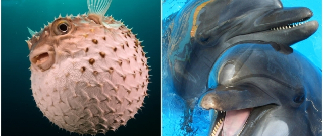 Oq aslida qora bo‘lsa-chi?! Oq ayiq aslida qora, erkak dengiz otlari esa tug‘adi: hayvonlar haqida qiziq faktlar Oq aslida qora bo‘lsa-chi?! Oq ayiq aslida qora, erkak dengiz otlari esa tug‘adi: hayvonlar haqida qiziq faktlar12