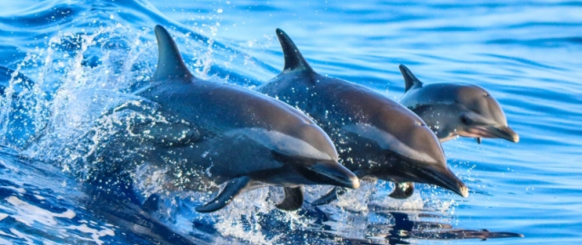 Oq aslida qora bo‘lsa-chi?! Oq ayiq aslida qora, erkak dengiz otlari esa tug‘adi: hayvonlar haqida qiziq faktlar Oq aslida qora bo‘lsa-chi?! Oq ayiq aslida qora, erkak dengiz otlari esa tug‘adi: hayvonlar haqida qiziq faktlar11