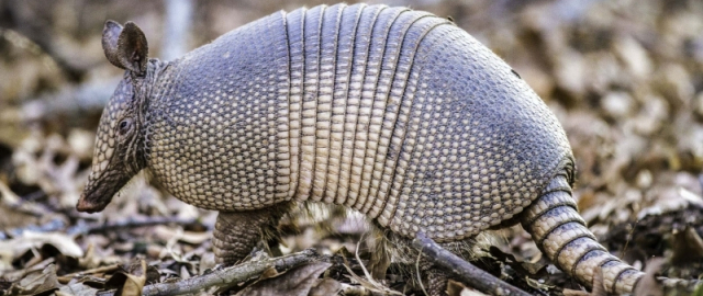 Oq aslida qora bo‘lsa-chi?! Oq ayiq aslida qora, erkak dengiz otlari esa tug‘adi: hayvonlar haqida qiziq faktlar Oq aslida qora bo‘lsa-chi?! Oq ayiq aslida qora, erkak dengiz otlari esa tug‘adi: hayvonlar haqida qiziq faktlar7