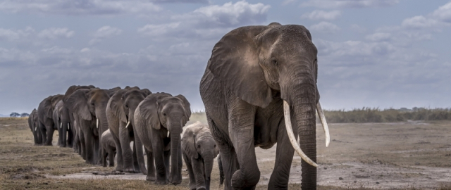 Oq aslida qora bo‘lsa-chi?! Oq ayiq aslida qora, erkak dengiz otlari esa tug‘adi: hayvonlar haqida qiziq faktlar Oq aslida qora bo‘lsa-chi?! Oq ayiq aslida qora, erkak dengiz otlari esa tug‘adi: hayvonlar haqida qiziq faktlar20