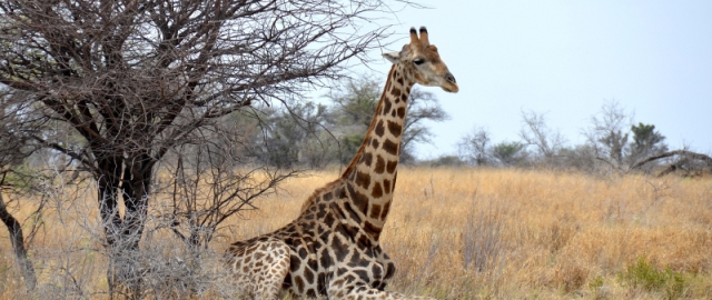 Oq aslida qora bo‘lsa-chi?! Oq ayiq aslida qora, erkak dengiz otlari esa tug‘adi: hayvonlar haqida qiziq faktlar Oq aslida qora bo‘lsa-chi?! Oq ayiq aslida qora, erkak dengiz otlari esa tug‘adi: hayvonlar haqida qiziq faktlar3
