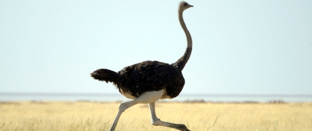 Oq aslida qora bo‘lsa-chi?! Oq ayiq aslida qora, erkak dengiz otlari esa tug‘adi: hayvonlar haqida qiziq faktlar Oq aslida qora bo‘lsa-chi?! Oq ayiq aslida qora, erkak dengiz otlari esa tug‘adi: hayvonlar haqida qiziq faktlar17