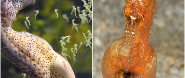 Oq aslida qora bo‘lsa-chi?! Oq ayiq aslida qora, erkak dengiz otlari esa tug‘adi: hayvonlar haqida qiziq faktlar Oq aslida qora bo‘lsa-chi?! Oq ayiq aslida qora, erkak dengiz otlari esa tug‘adi: hayvonlar haqida qiziq faktlar16