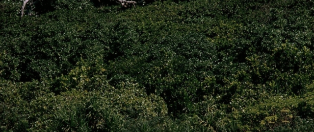 Parallel olam: tashqi dunyodan butkul uzilgan odamlar1