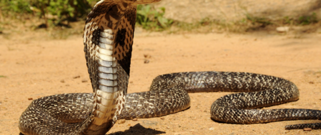 Sahnadagi so‘nggi chiqish: muxlislari ko‘z o‘ngida jon bergan mashhurlar Sahnadagi so‘nggi chiqish: muxlislari ko‘z o‘ngida jon bergan mashhurlar9