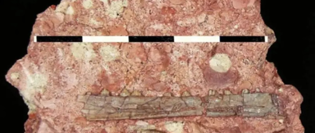 200 mln yillik jag‘: olimlar yangi pterozavr turini kashf etdi 200 mln yillik jag‘: olimlar yangi pterozavr turini kashf etdi1