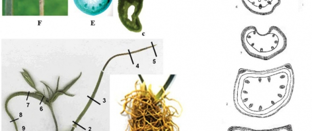 Farg‘ona vodiysida yangi o‘simlik turi aniqlandi1