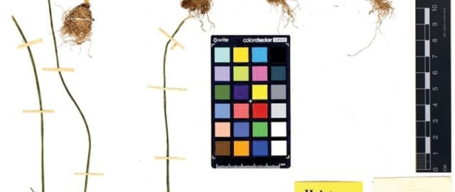 Farg‘ona vodiysida yangi o‘simlik turi aniqlandi3