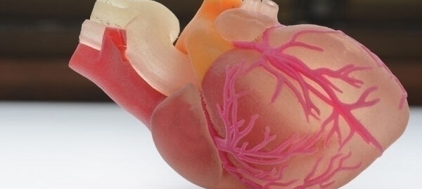 “Infarkt”dan keyin yurakni tiklash usuli topildi