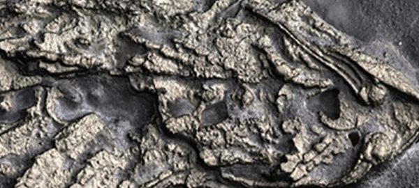 AQSHda 450 mln yillik hayvonning “oltin” qoldig‘i topildi AQSHda 450 mln yillik hayvonning “oltin” qoldig‘i topildi