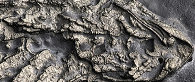 AQSHda 450 mln yillik hayvonning “oltin” qoldig‘i topildi