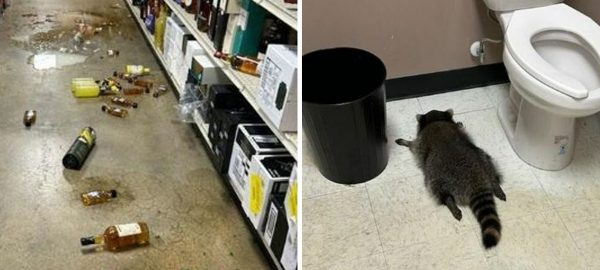 Do‘konda vino ichgan yenot hojatxonada mast holda uxlab qoldi