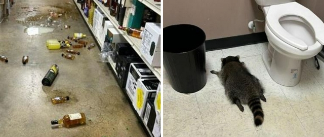 Do‘konda vino ichgan yenot hojatxonada mast holda uxlab qoldi