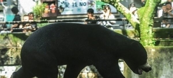 Xitoyda ayiq bog‘ xodimiga hujum qildi (video)